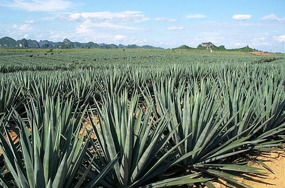 sisal